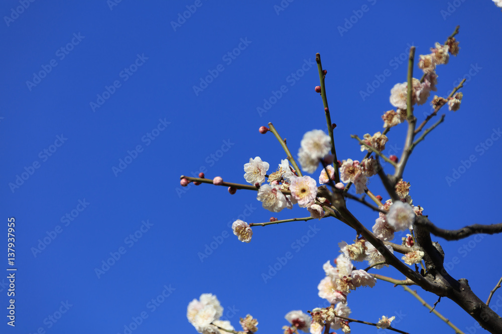 Flowering of plums in Tokyo - Japanese early spring - Flowering of plums in Tokyo - Japanese early spring -