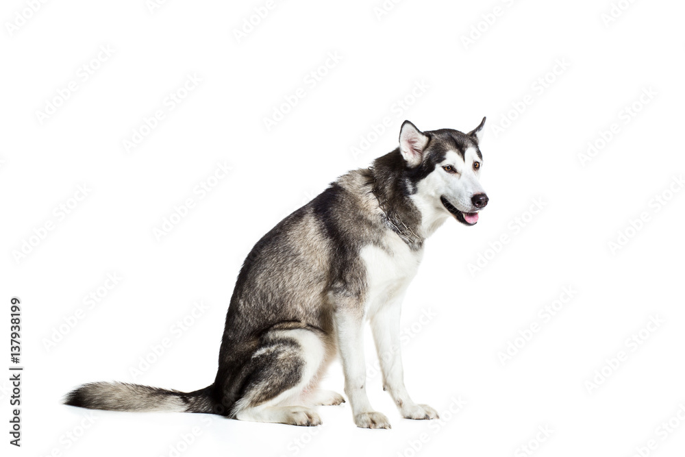 Alaskan Malamute sitting sideways, isolated on white