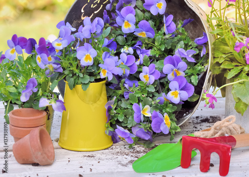 petites violettes et outils de jardinage sur table de jardin