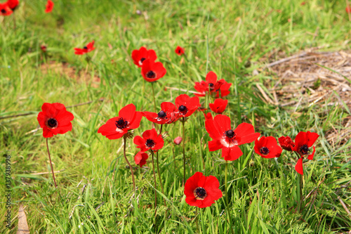 Field of red anemones, Shokeda forest, Israel photo