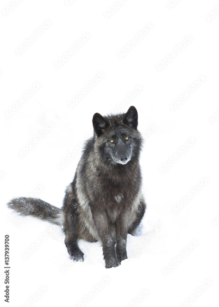 Naklejka premium Black wolf isolated on a white background sitting in the winter snow in Canada