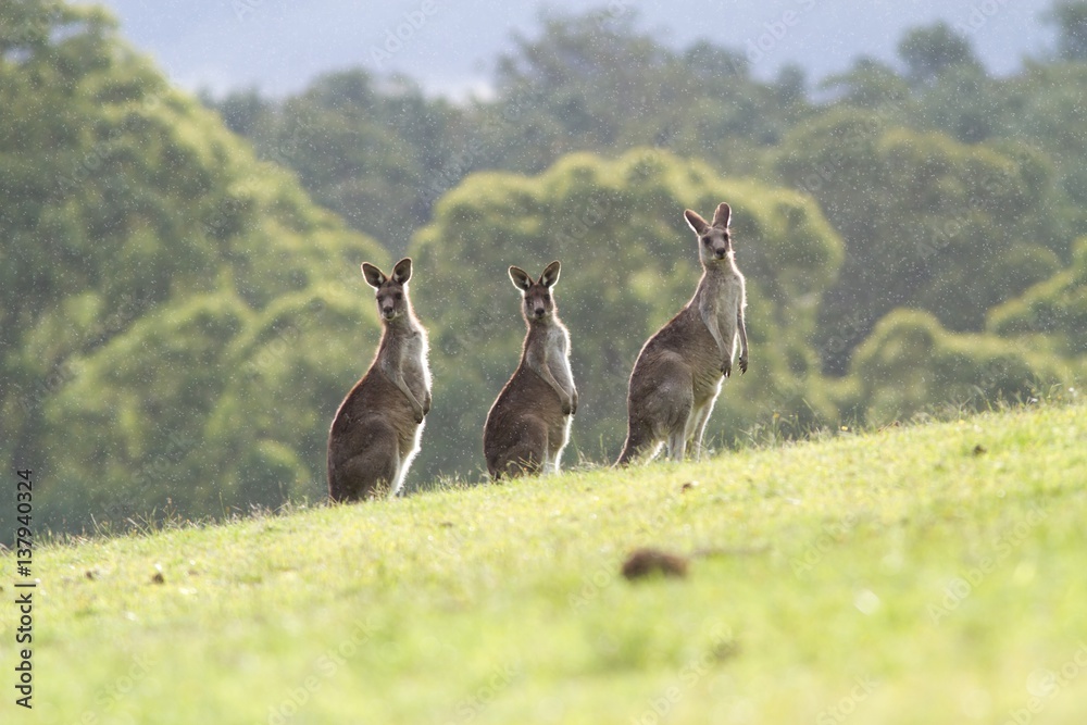 Three kangaroos standing in light rain Three kangaroos standing in light rain