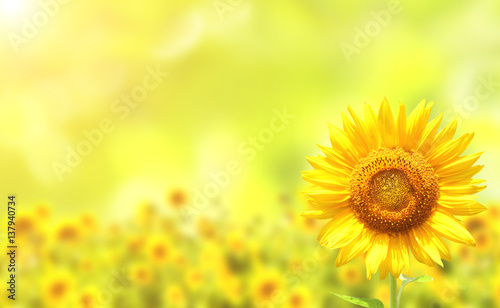 Fototapeta Naklejka Na Ścianę i Meble -  Sunflowers on blurred sunny background