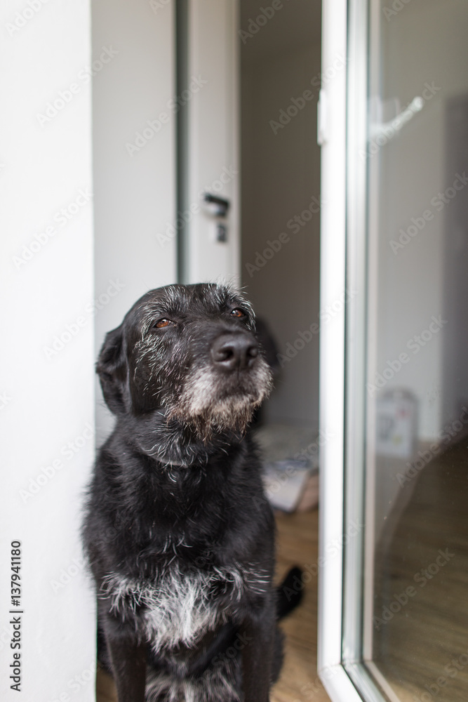 Cute black dog home, waiting for his owner to come home Cute black dog home, waiting for his owner to come home