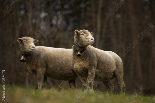 A flock of sheep grazes on a green field in Switzerland © lightpoet