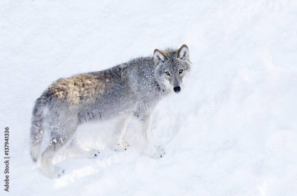 Naklejka premium Timber wolf or Grey Wolf (Canis lupus) isolated on white background walking in the winter snow in Canada