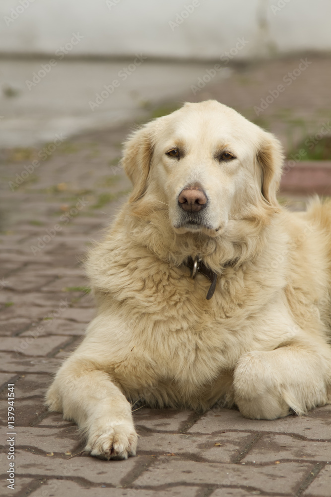 Golden retriever laying on the street Golden retriever laying on the street
