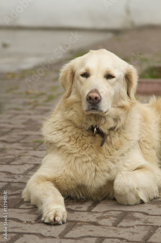 Golden retriever laying on the street