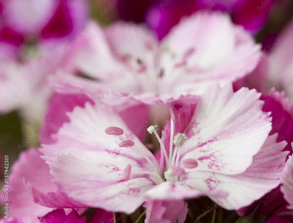 Pink and white sweet-william like spring background outdoor Pink and white sweet-william like spring background outdoor