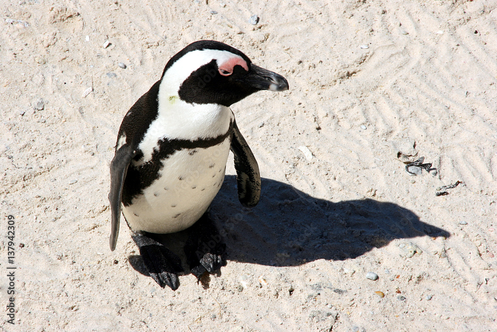 Fototapeta premium African penguins at Bolders Beach. Cape Town, South Africa