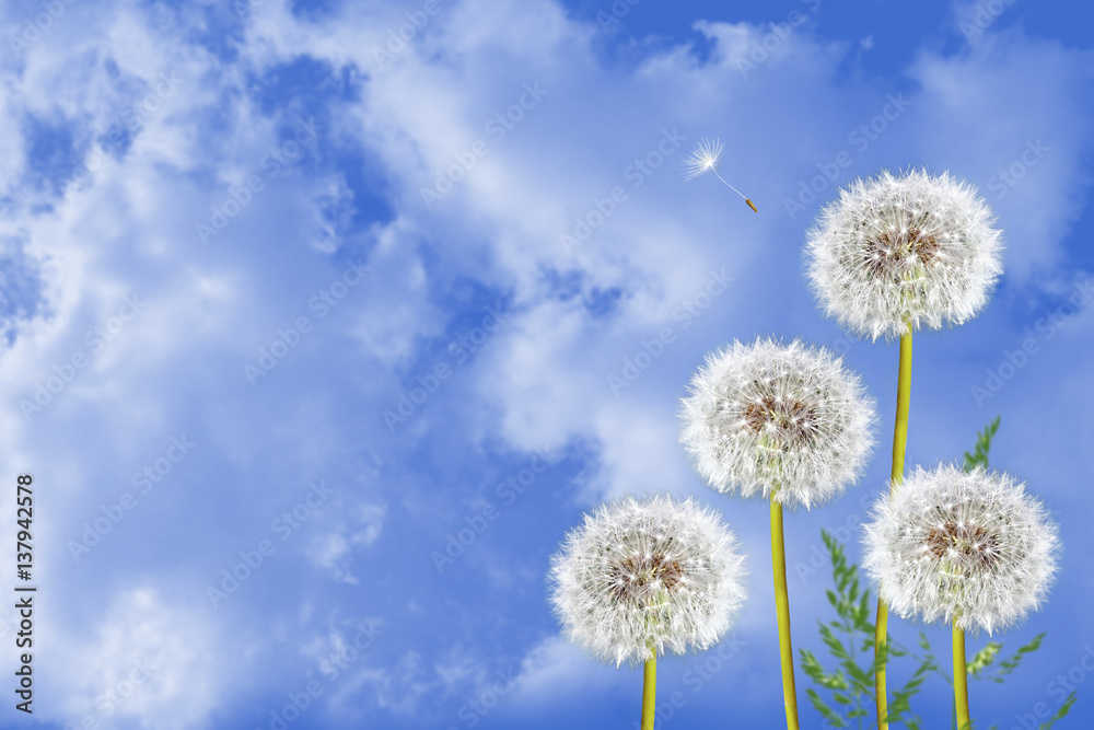 Fluffy dandelion flower against the background of the summer landscape.