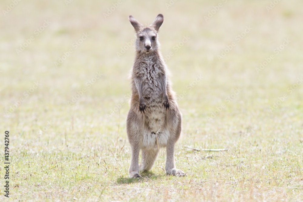 Eastern grey kangaroo