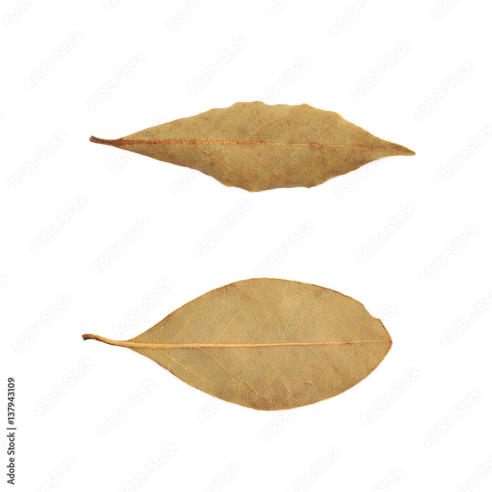 Single dried bay leaf isolated