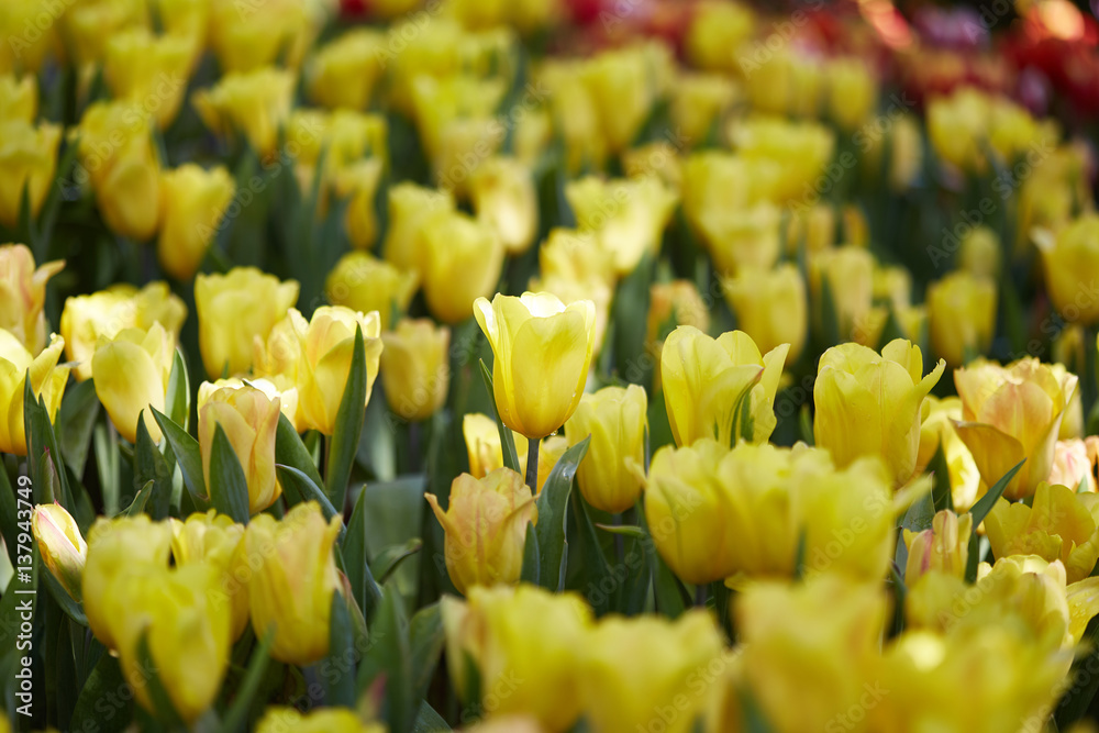 The beautiful Tulip flowers. The beautiful Tulip flowers.