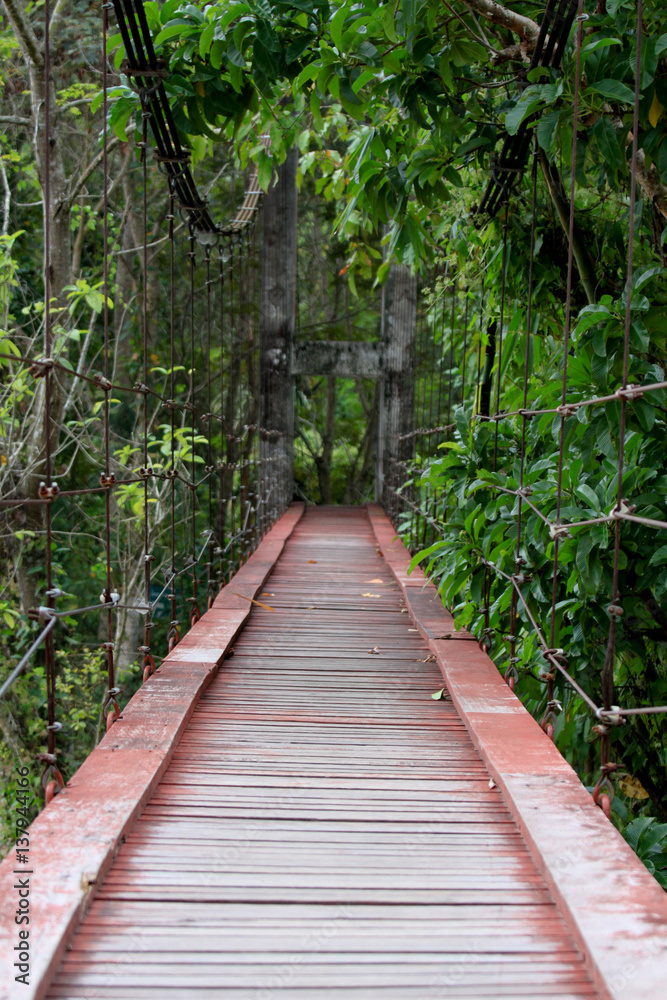 The bridge is surrounded by mangrove trees