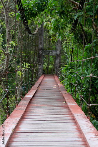 The bridge is surrounded by mangrove trees