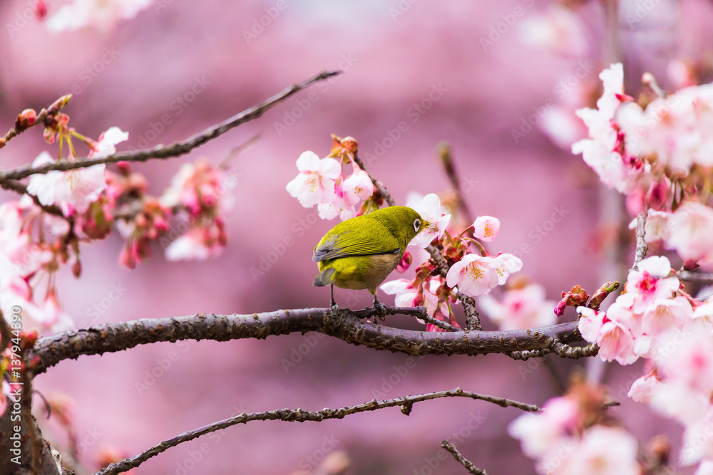 The Japanese White eye.The background is winter cherry blossoms. Located in Tokyo Prefecture Japan. The Japanese White eye.The background is winter cherry blossoms. Located in Tokyo Prefecture Japan.