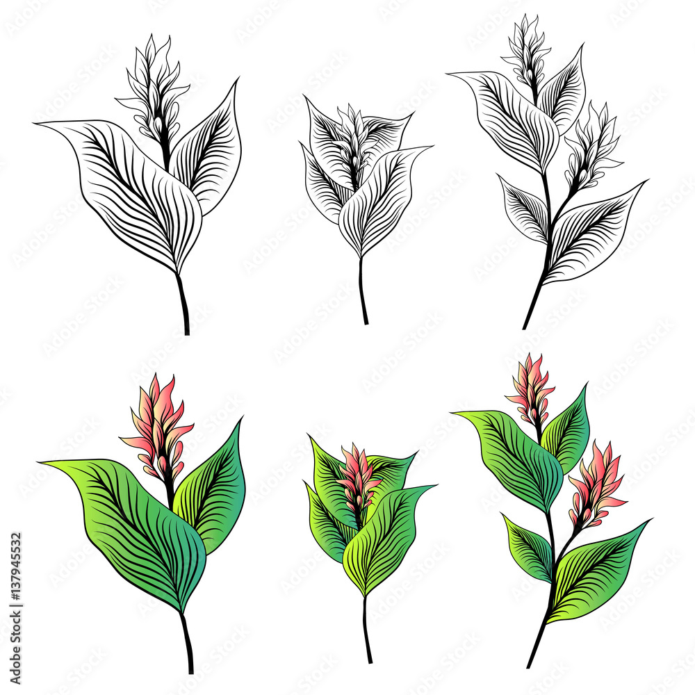 Fototapeta premium Turmeric Flower Drawn Set