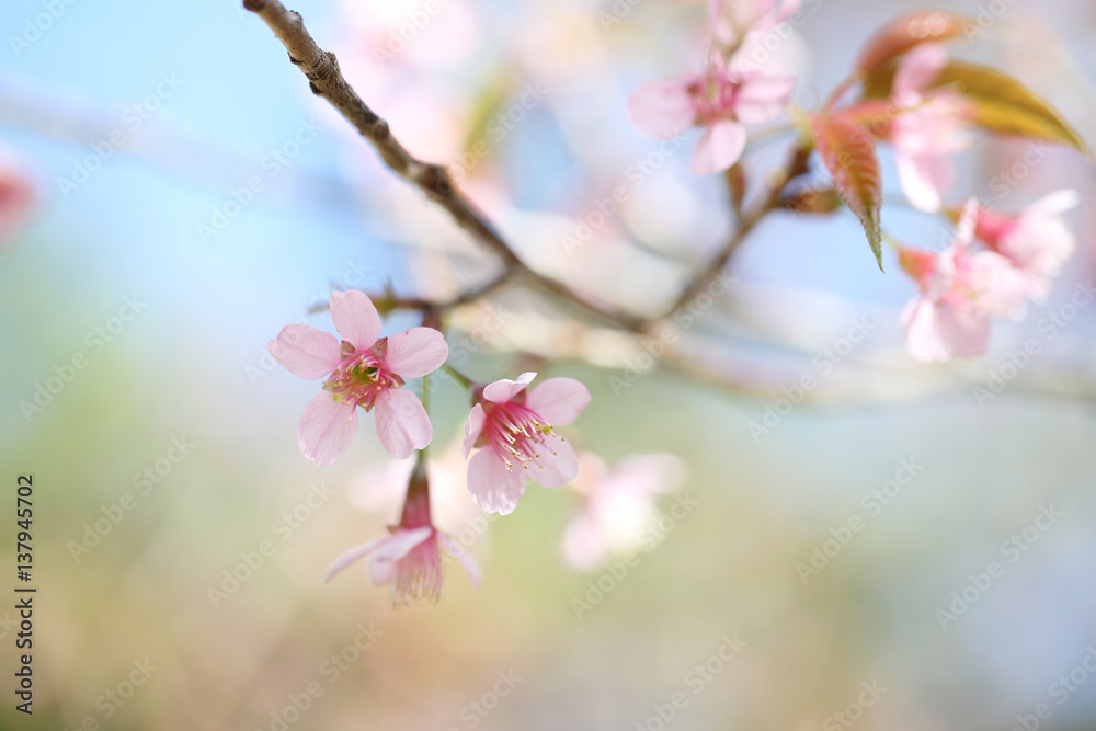 cherry blossoms , sakura flower in close up cherry blossoms , sakura flower in close up