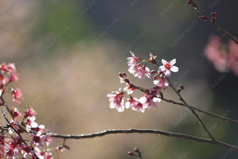 cherry blossoms , sakura flower in close up cherry blossoms , sakura flower in close up