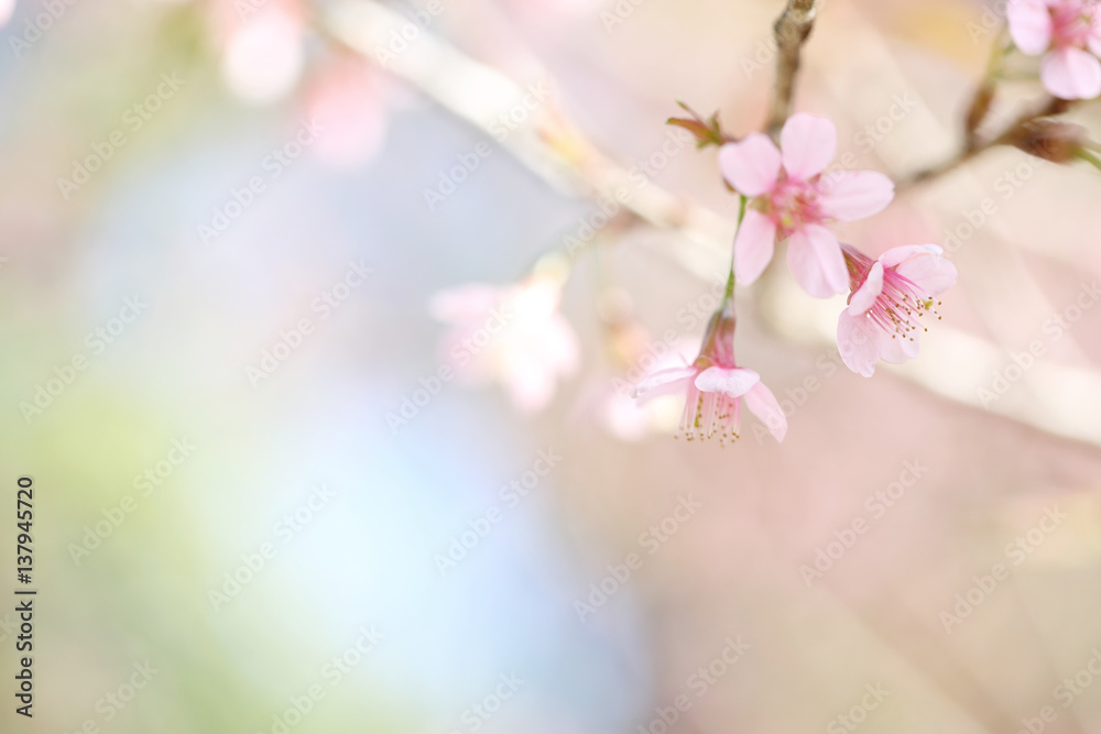 cherry blossoms , sakura flower in close up