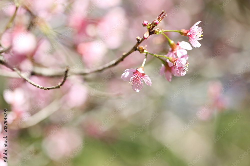 cherry blossoms , sakura flower in close up cherry blossoms , sakura flower in close up