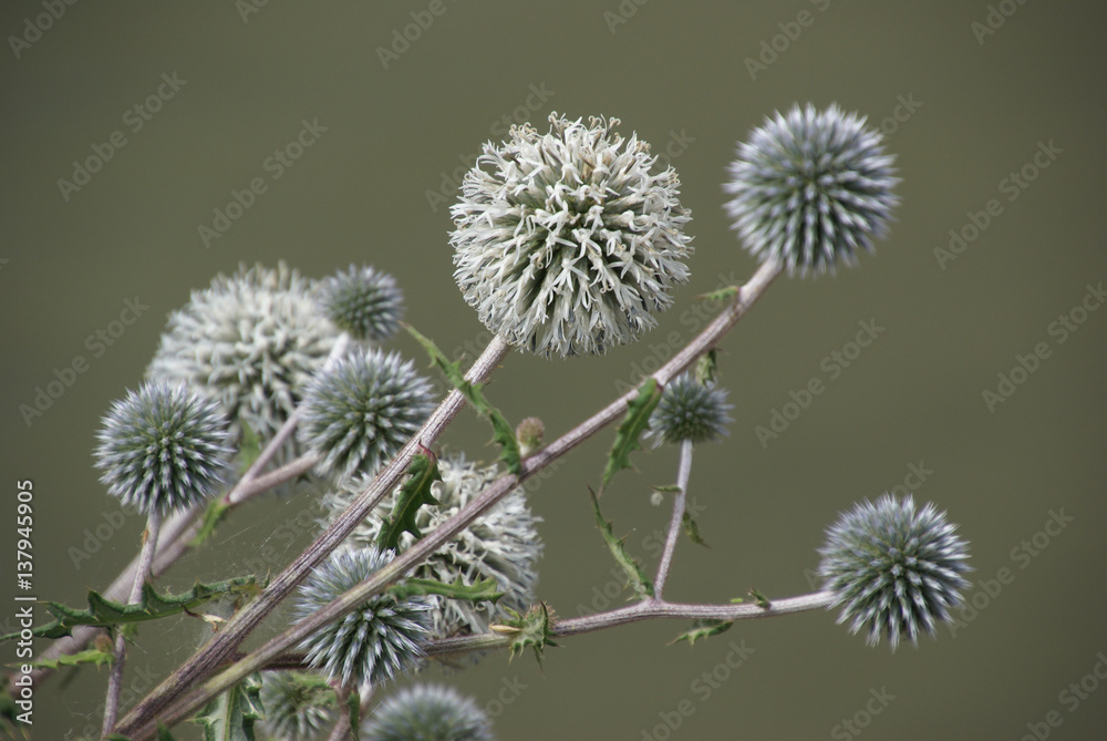 Kugeldistel Echinops 814 Kugeldistel Echinops 814