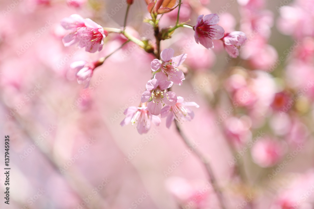 cherry blossoms , sakura flower in close up cherry blossoms , sakura flower in close up