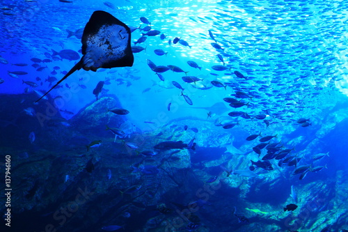 水中 海中 アドビストックのデザイン かべいろ Com おしゃれ壁紙リフォーム貼り替え インクジェット壁紙のかべいろ Com