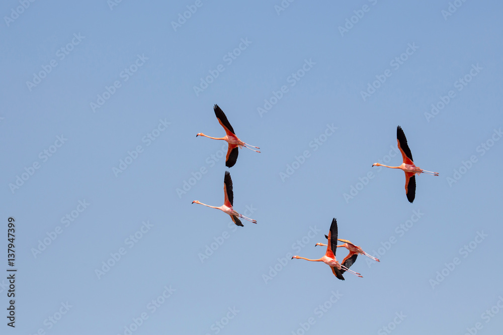 Obraz premium Flamingos om Flug