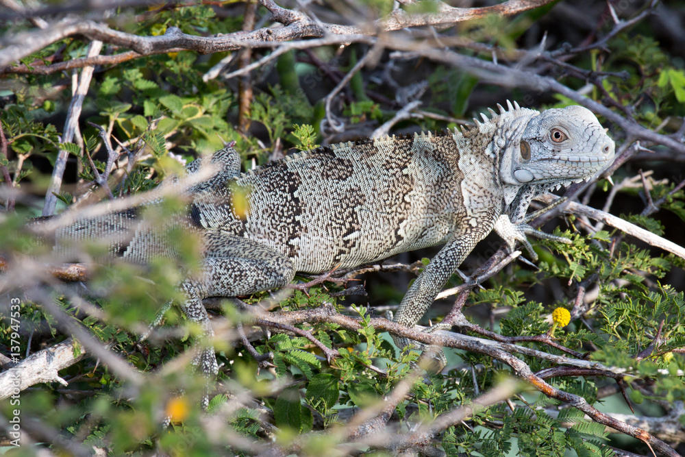Obraz premium Leguan im Gebüsch
