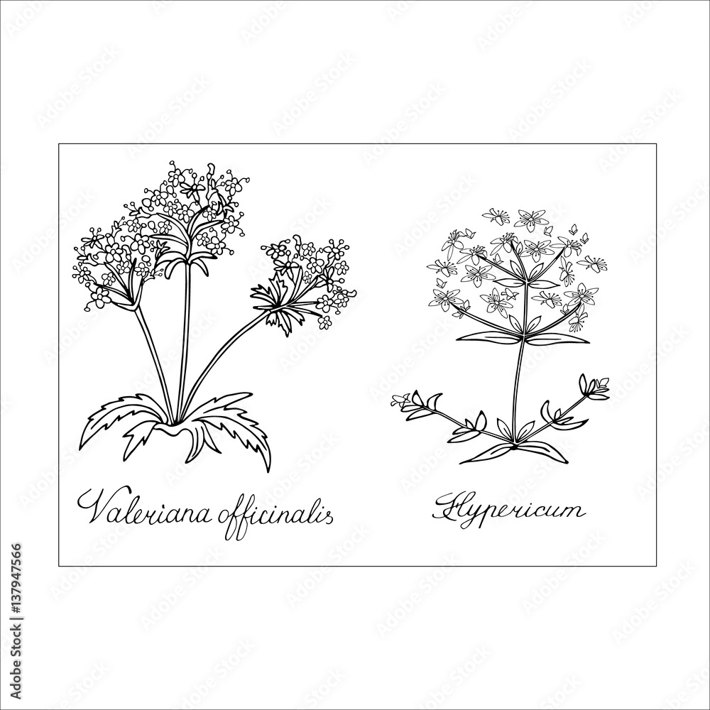 Valerian St. Johns wort Hand drawn sketched vector illustration. Doodle