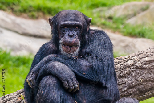 Smiling Chimpanzee