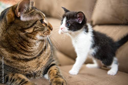 Little kitten threatening a big cat