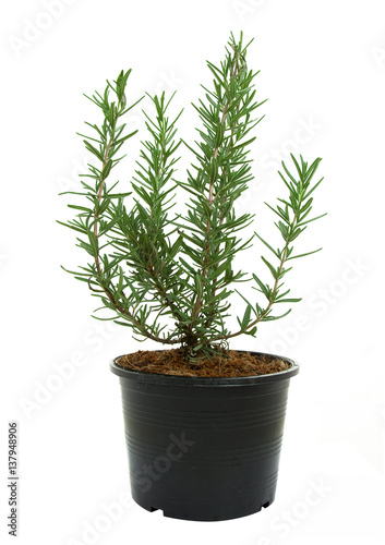 Rosemary in a black plastic pot isolated on a white background