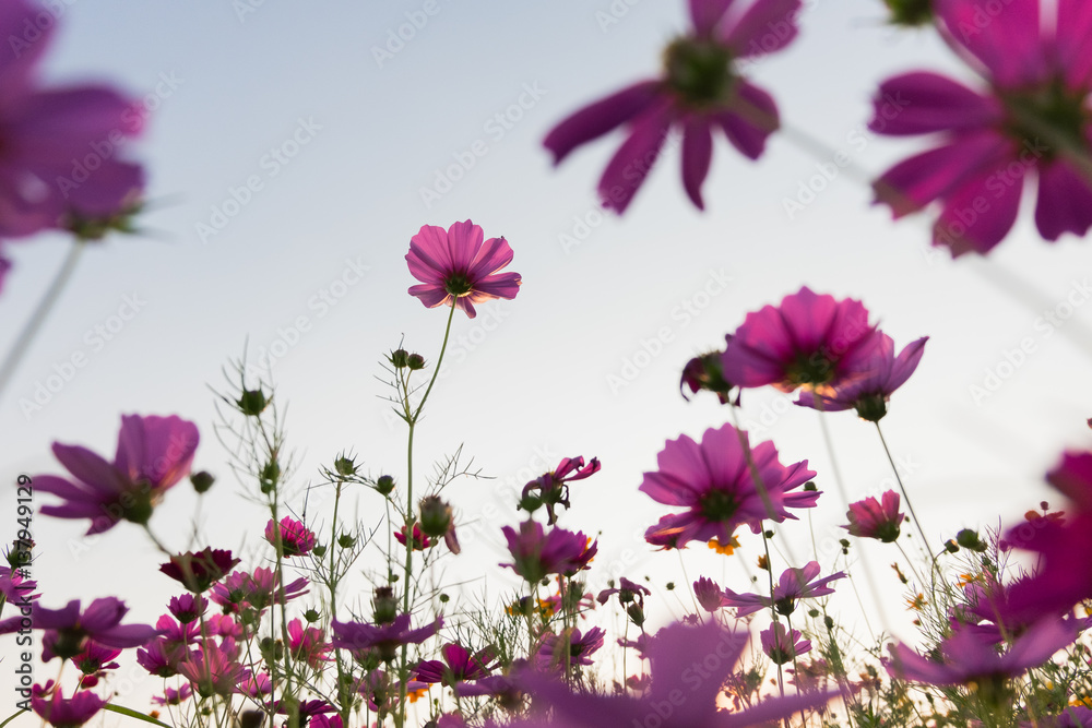 Obraz cosmos flowers in sunset