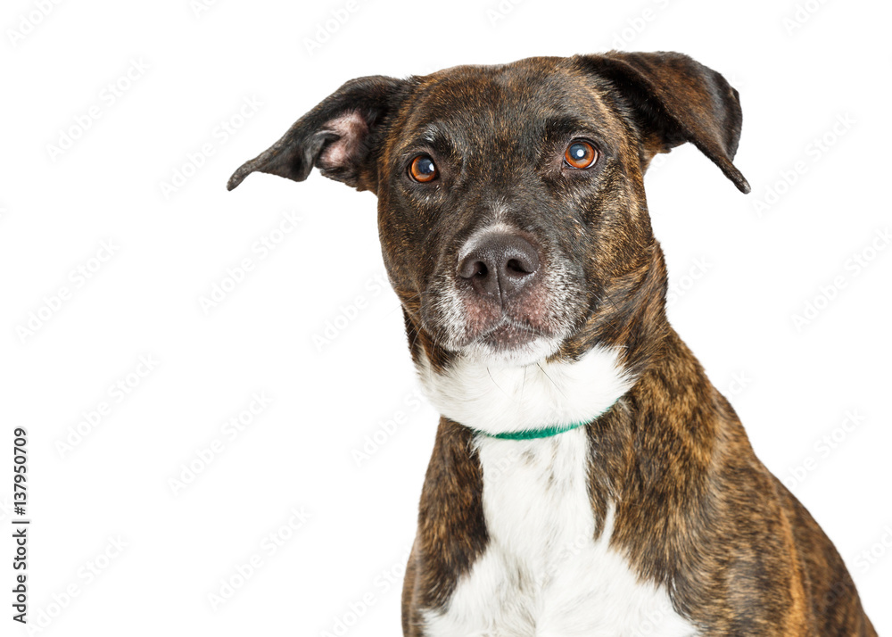 Portrait Beautiful Large Crossbreed Dog Portrait Beautiful Large Crossbreed Dog