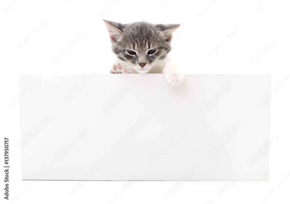 Naklejka Kitten with blank