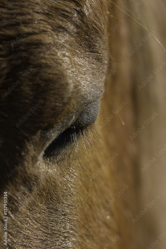 Chestnut horse eye selective focus close up