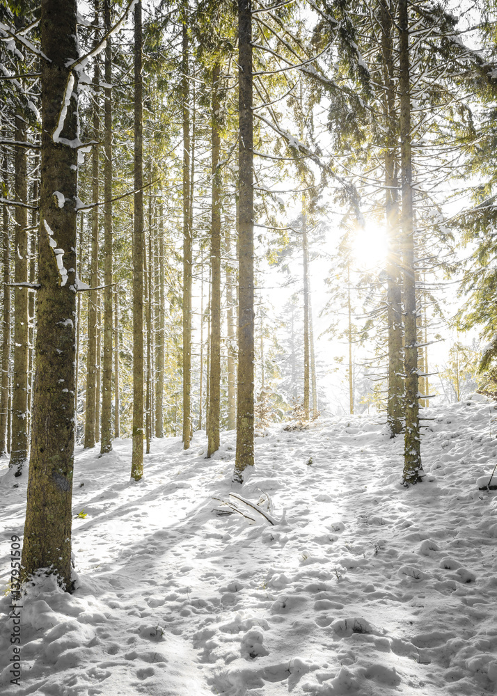 Fototapeta premium Winter Wald