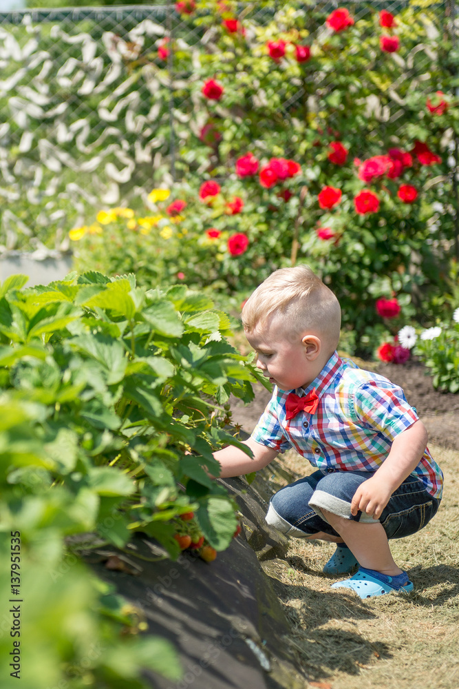 little boy eating strawberries in the garden little boy eating strawberries in the garden