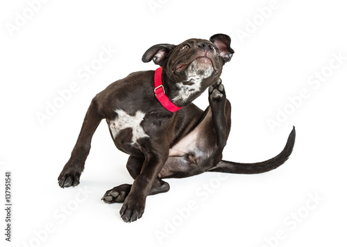 Young black puppy dog scratching itchy skin. Isolated on white.