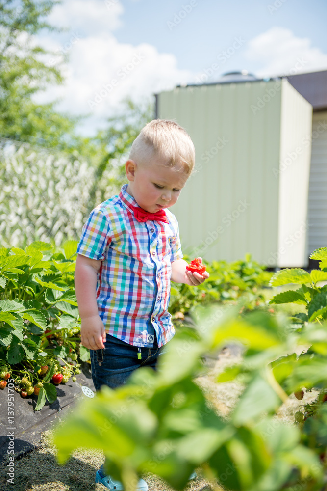 little boy eating strawberries in the garden