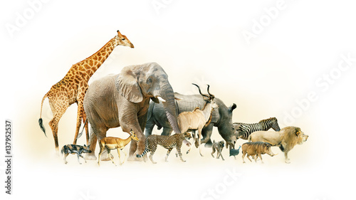 Fototapeta Naklejka Na Ścianę i Meble -  Safari Animals Walking Side Horizontal Banner