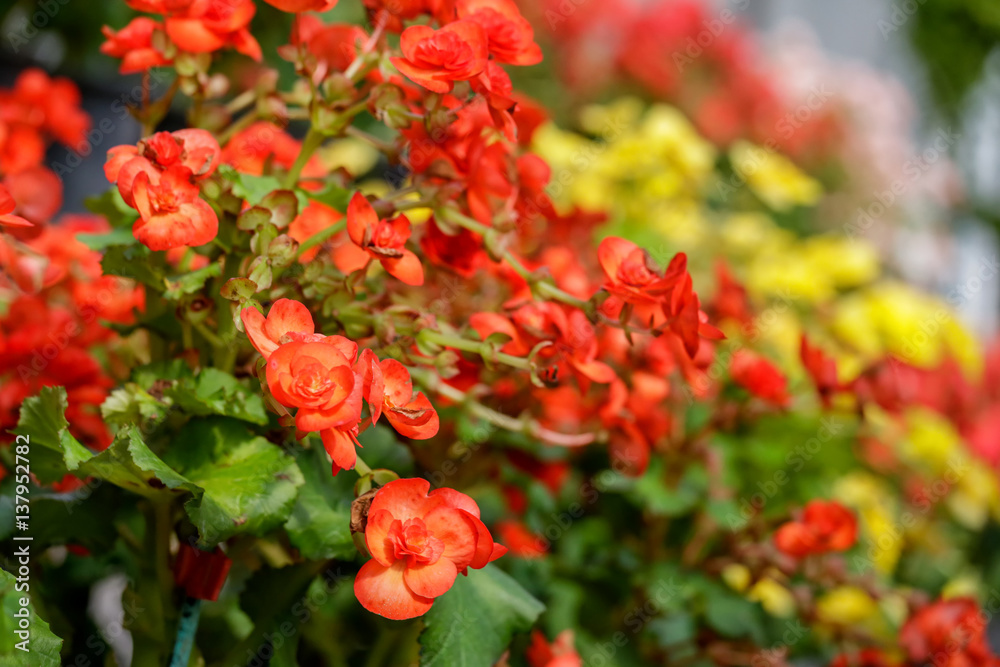 Garden of colorful begonia flowers (Tuberous rooted begonia). Garden of colorful begonia flowers (Tuberous rooted begonia).