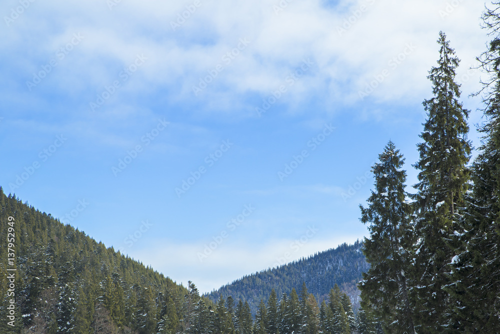Mount Forest Beautiful winter panorama. Carpathian mountains 