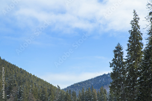 Mount Forest Beautiful winter panorama. Carpathian mountains 