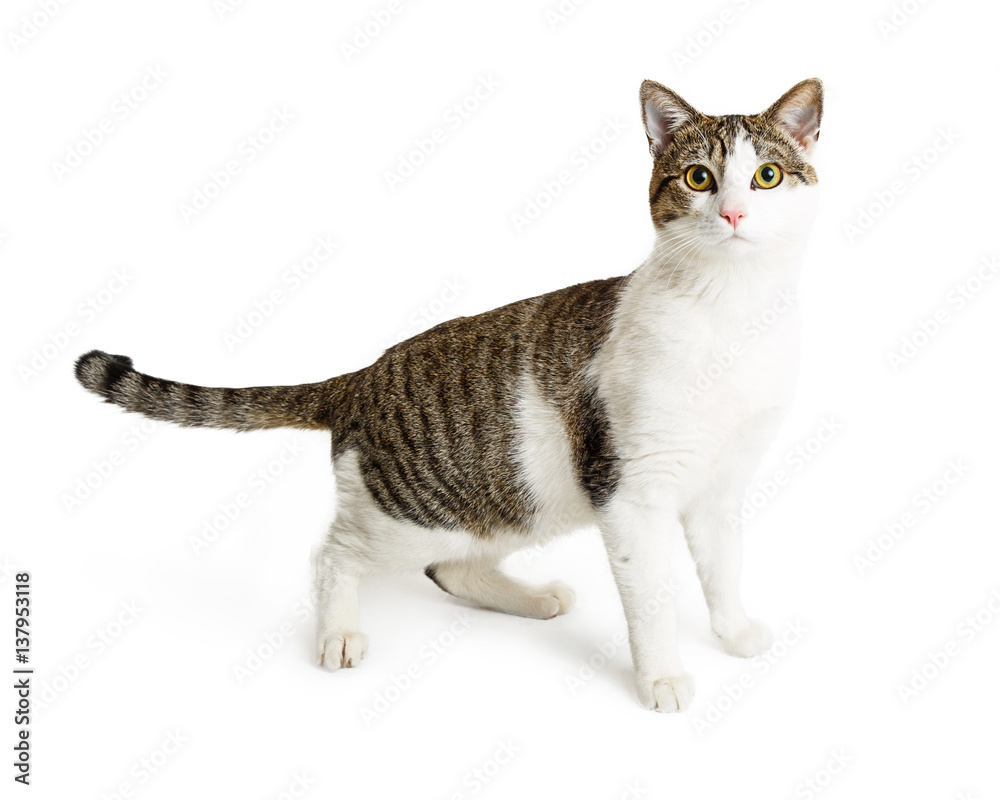 Tabby and White Cat Standing Looking Forward Tabby and White Cat Standing Looking Forward