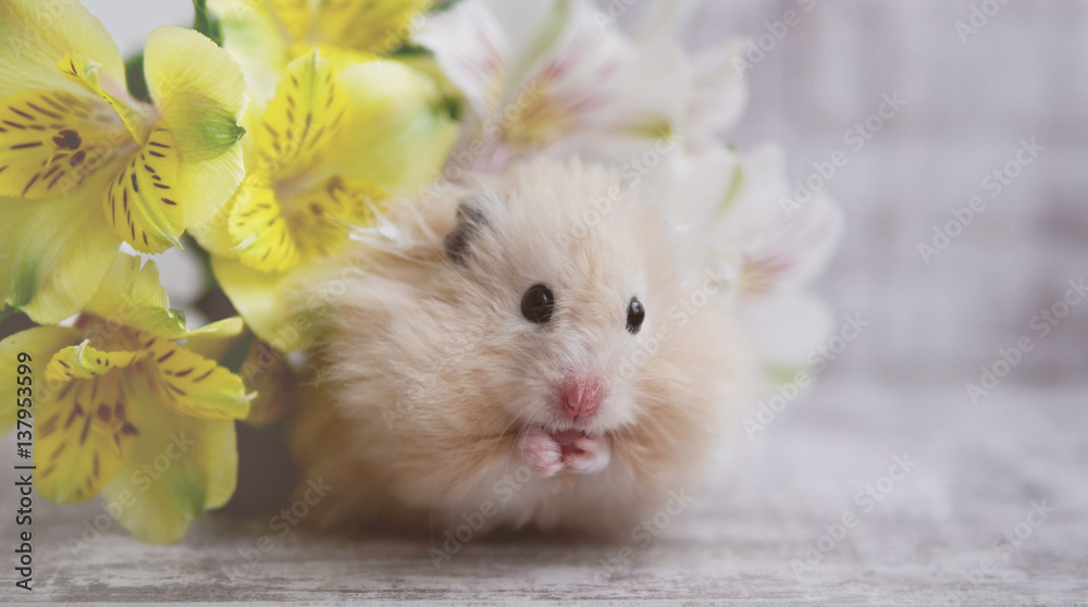 Hamster among the flowers. Gentle background with the hamster and flowers.  Hamster is looking at the camera. Stock Photo | Adobe Stock
