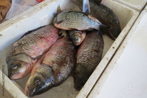 Fresh fish (carp)